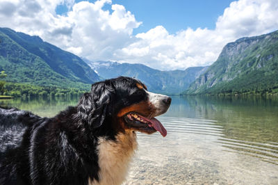 Close-up of a dog in lake against mountains