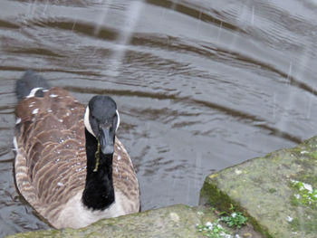 Close-up of duck swimming in lake