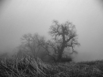 Trees in foggy weather