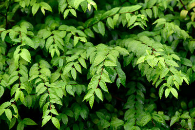 Abstract stunning green leaf texture, tropical leaf foliage nature dark green background.