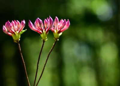 Close-up of pink flowering plant