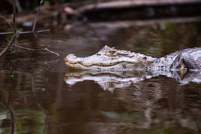 Close-up of crocodile in water