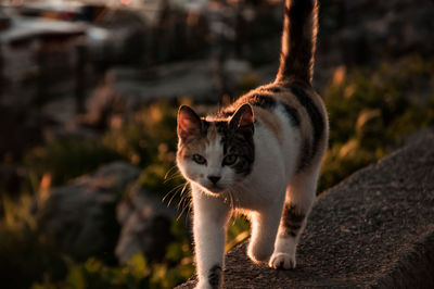 Cat looking away