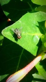 Close-up of insect on leaf