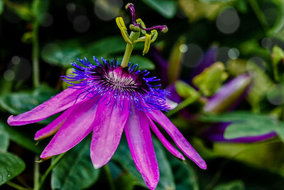 Close-up of purple flower in park