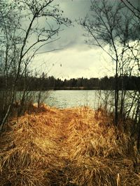 Bare trees by lake against sky