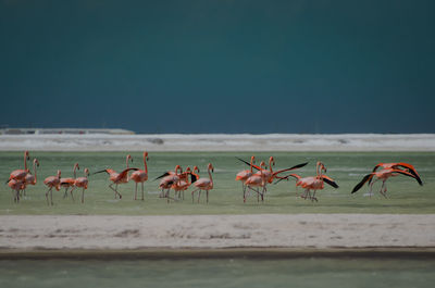 View of flamingos on sea shore