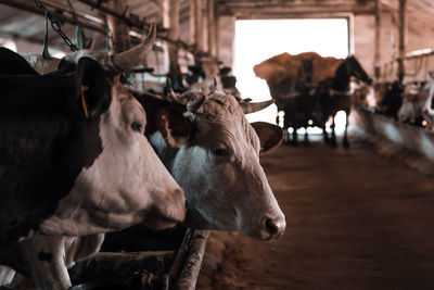 Cows standing in stable