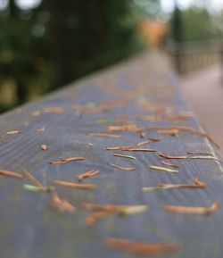 Close-up of leaves during autumn