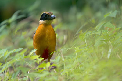 Close-up of bird perching on plant