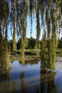 Scenic view of lake in forest