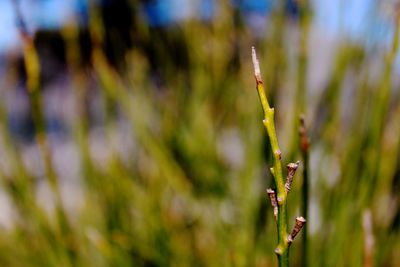 Close-up of plant