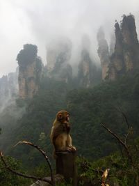 Monkey looking away on mountain