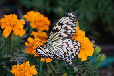 Close-up of butterfly pollinating on flower