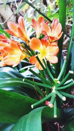 Close-up of day lily