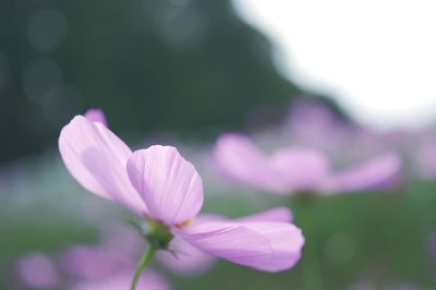 Close-up of pink flower blooming outdoors