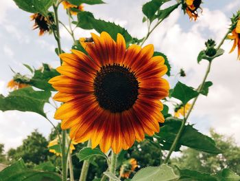 Close-up of yellow flower blooming against sky
