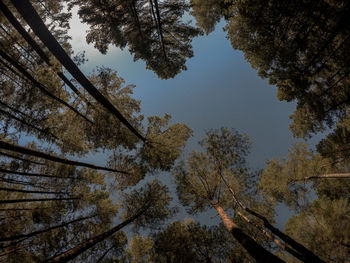 Low angle view of trees against sky