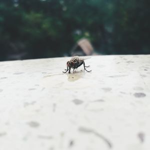 Close-up of bee on white surface