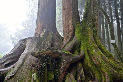 Low angle view of trees in forest