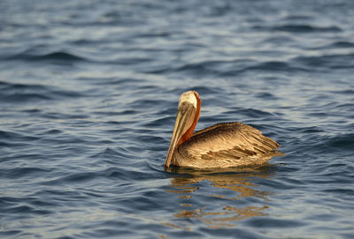 Close-up of duck swimming in lake