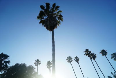 Low angle view of palm trees against clear sky
