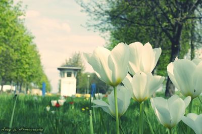 Close-up of white flowering plants in field