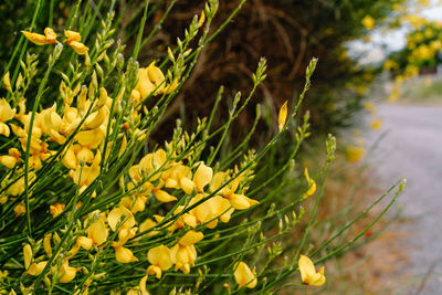 Close-up of yellow flowering plant