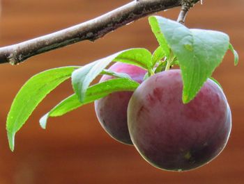 Close-up of fruit growing on plant