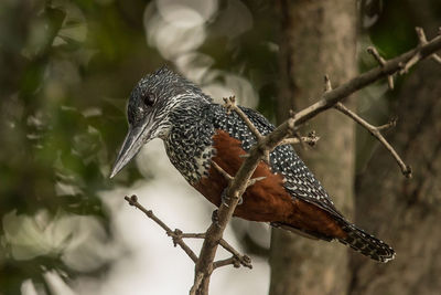 Close-up of bird perching on branch