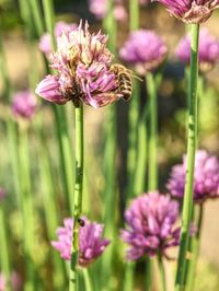 Close-up of purple flowering plant