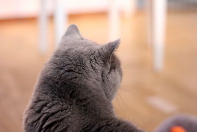 British shorthaired cat 