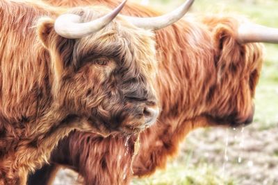 Side view of highland cattle