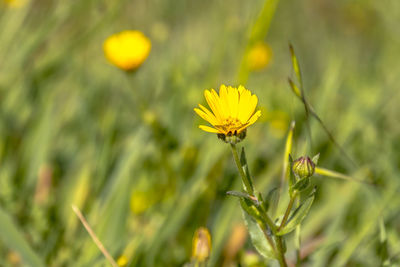 Close-up of yellow flowering plant