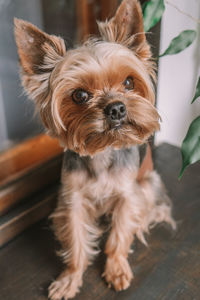 Portrait of dog at home