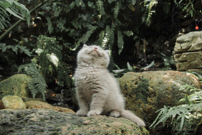 Cat sitting on rock