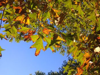 Low angle view of tree against clear blue sky