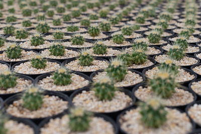 Full frame shot of plants