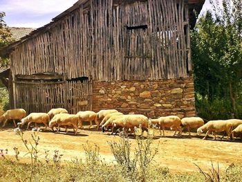 Sheep grazing in barn