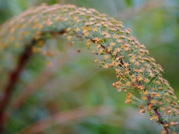 Close-up of flowering plant