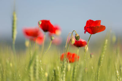 Close-up of red poppies blooming on field against sky