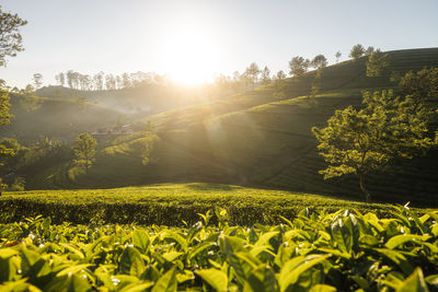 Beautiful sunrise over hills with tea plantations near haputale in sri lanka.