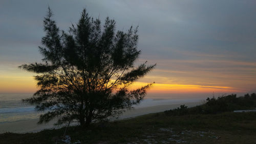 Tree against sky during sunset