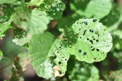 Close-up of green leaves on plant