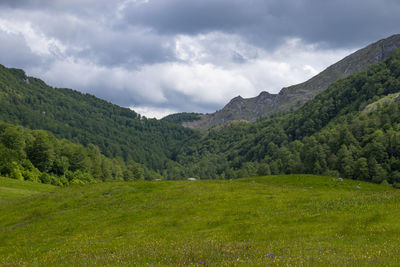 Scenic view of field against sky