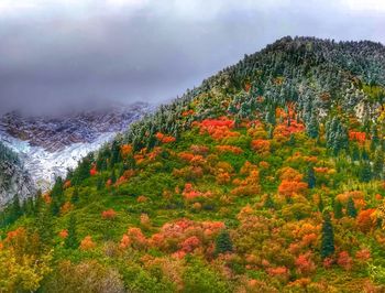 Trees in forest against orange sky
