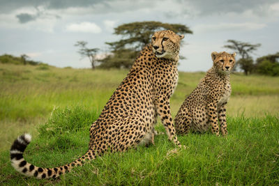 Cheetah sits near cub on grassy mound