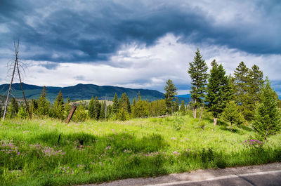 Plants and trees on field against sky