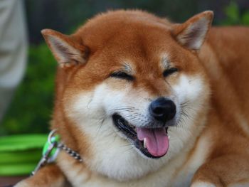 Close-up portrait of a dog