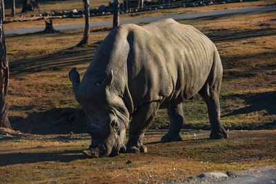 Rhino in a field